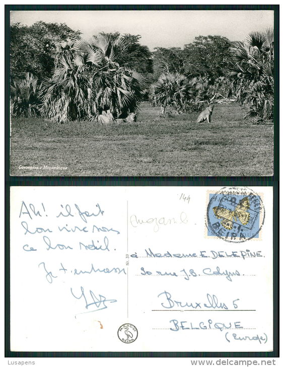 PORTUGAL - MOÇAMBIQUE MOZAMBIQUE [0144]- GORONGOZA LEÃO LEO LION CORREIO AEREO BEIRA TIMBE - Mozambique