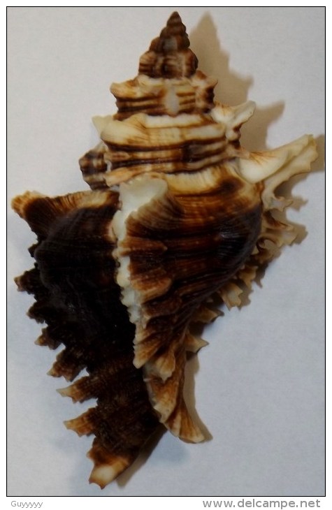 Coquillage - Murex - Chicoreus Brevifrons (Lamarck, 1822) - Martinique - Coquillages