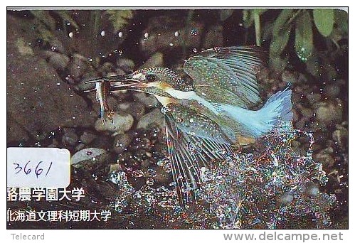 Telecarte Japon OISEAU (3661) MARTIN PECHEUR * KINGFISHER  * Phonecard Japan * BIRD * TK EISVOGEL - Other & Unclassified