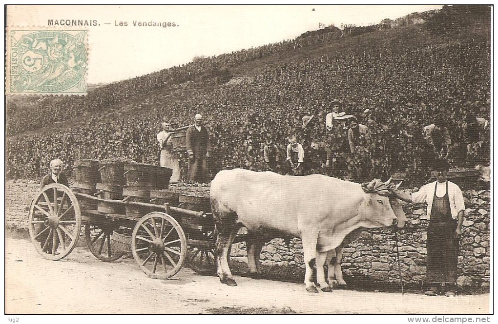 71 - MACONNAIS,  LES VENDANGES (ATTELAGE - ECRITE) - Altri & Non Classificati