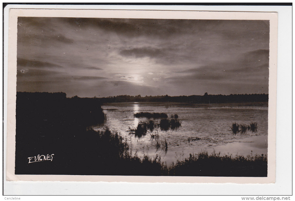 CPSM CONTRE LA LUMIERE COUCHER DE SOLEIL LANDES ED VIGNES 1954 - Controluce