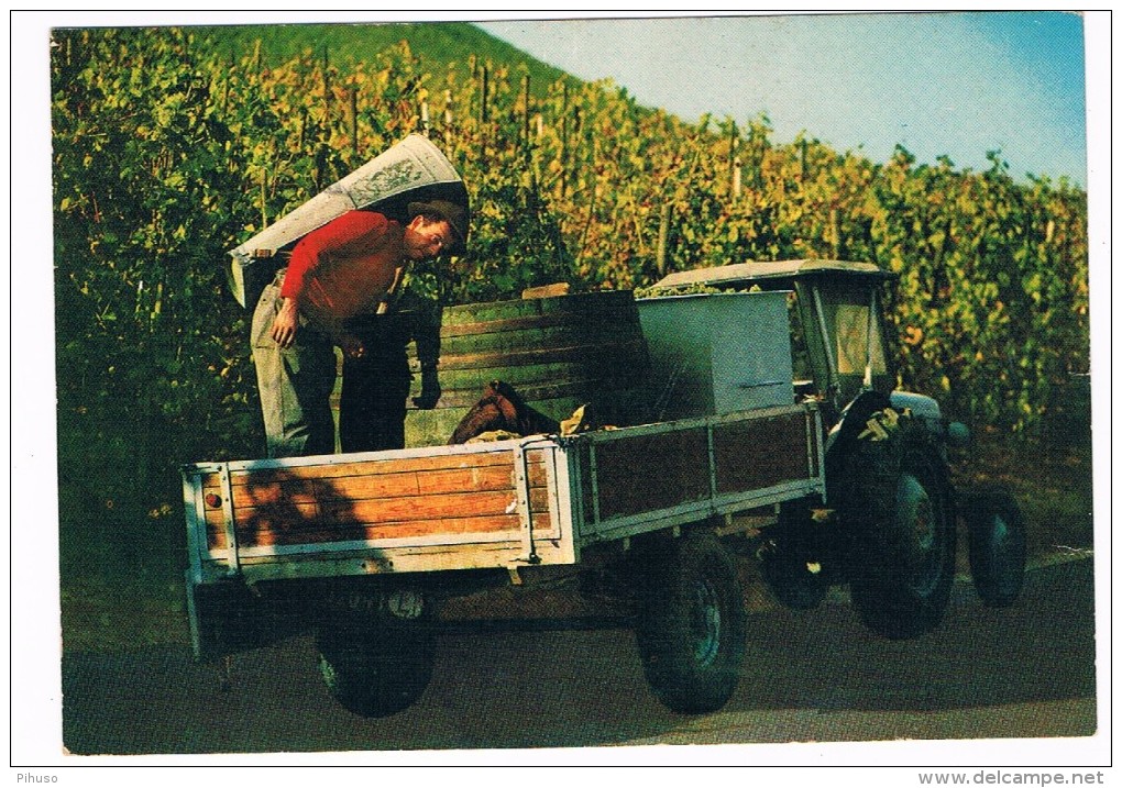 TRAK-5  Les Vendanges A La Moselle ( Avec Tractor) - Traktoren