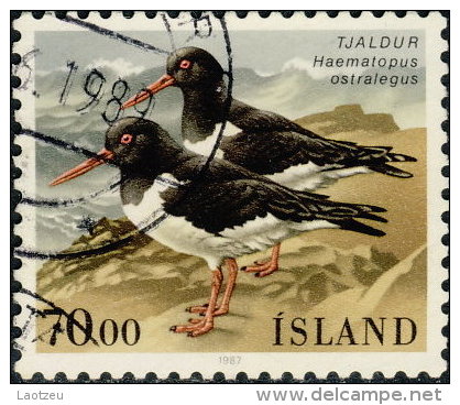 Islande 1987. ~ YT 623  - Oiseaux : Haematopus Ostralegus - Oblitérés