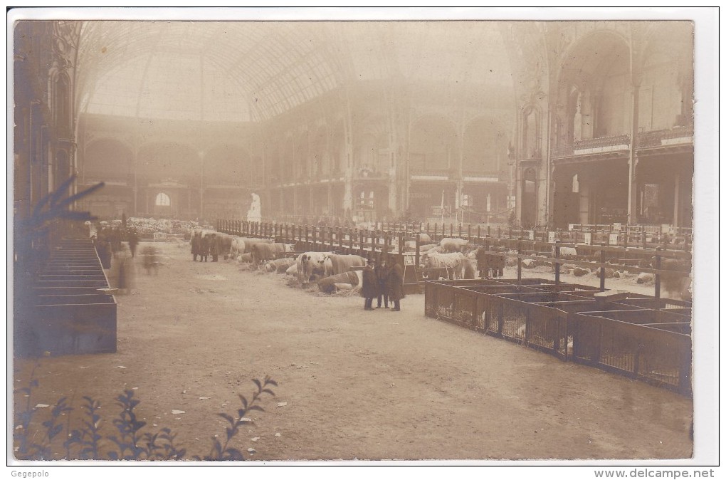PARIS - CONCOURS AGRICOLE 1910  (1/2 ) Carte-photo - Ausstellungen