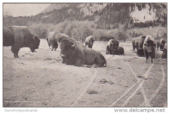 The Government Herd At Banff Great Fall Montana - Great Falls