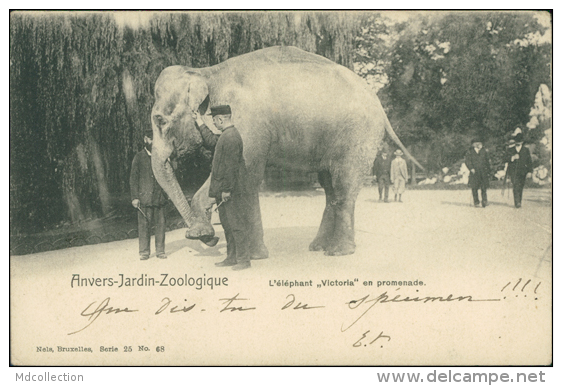 BELGIQUE ANVERS / Jardin Zoologique, L'éléphant Victoria En Promenade / - Autres & Non Classés