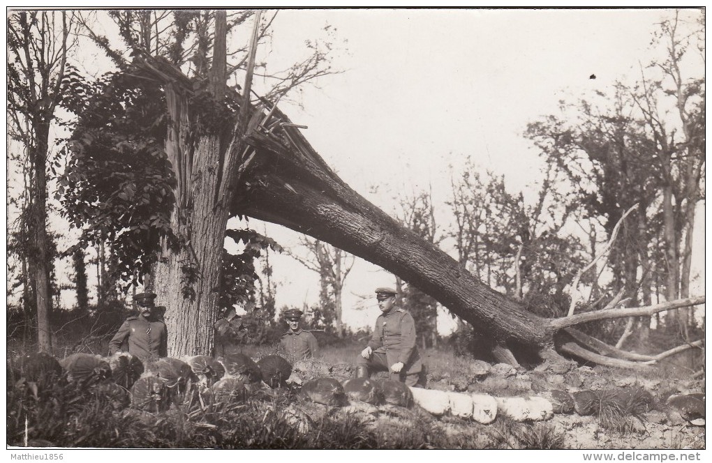 CP Photo 14-18 HOLLEBEKE (Ypres, Ieper) - Soldats Allemands Dans Une Tranchée, Un Arbre éclaté (A84, Ww1, Wk1) - Ieper