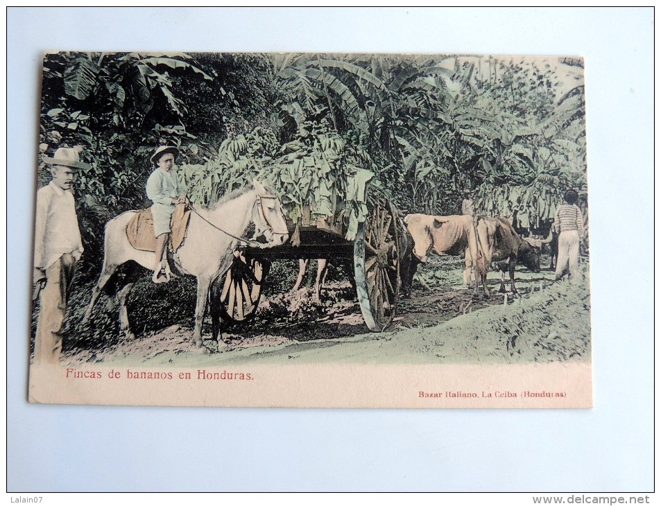 Carte Postale Ancienne : HONDURAS : Finca De Bananos - Honduras