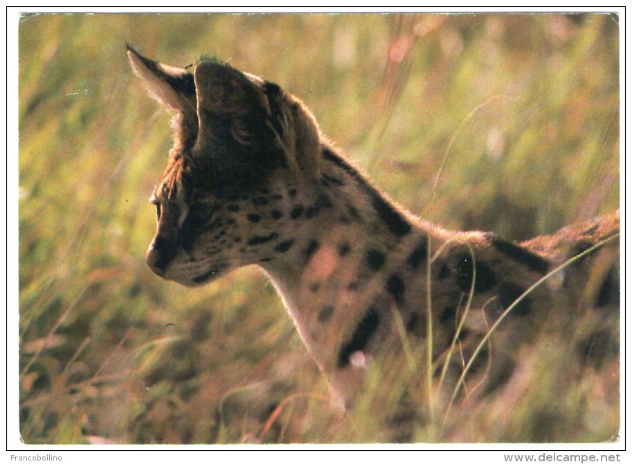 TANZANIA - GIBB'S FARM NGORONGORO SAFARI LODGE-KARATU / SERVAL CAT /THEMATIC STAMP-FISH - Tansania