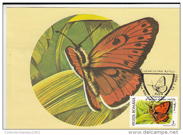 4497- LARGE COPPER, BUTTERFLY, CARTES MAXIMUM, 1992, ROMANIA - Papillons