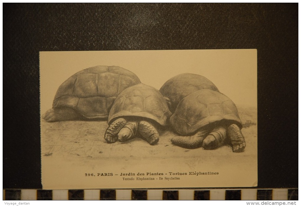 CP, Animaux Et Faune, 75, Paris Jardin Des Plantes Tortues Elephantines Ile Seychelles  N°296  Edition L Moreau - Tortues