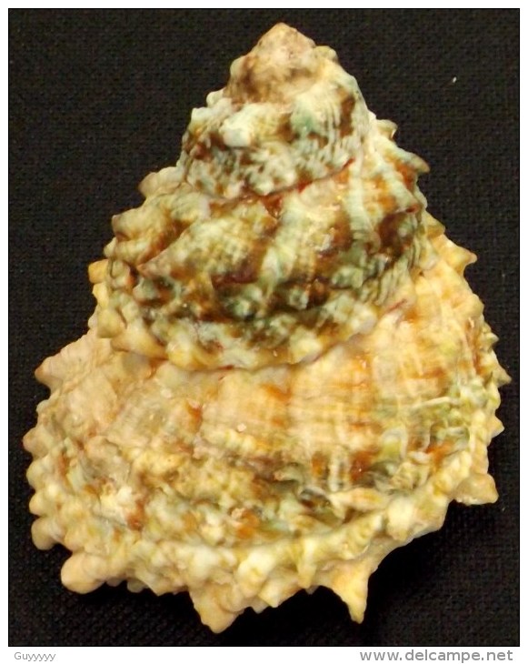 Coquillage - Turbos - Astraea Caelata  (Gmelin, 1791) - Martinique - Coquillages