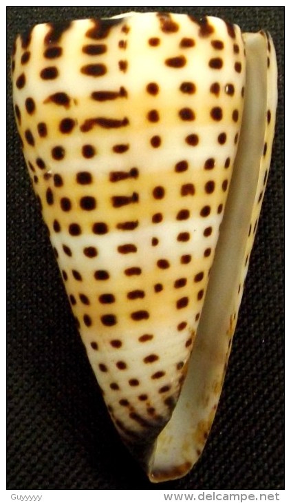 Coquillage - Cône - Conidae - Conus Litteratus  Linné, 1758 - Mayotte - Coquillages