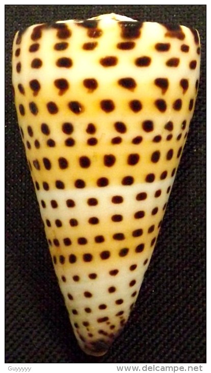 Coquillage - Cône - Conidae - Conus Litteratus  Linné, 1758 - Mayotte - Coquillages