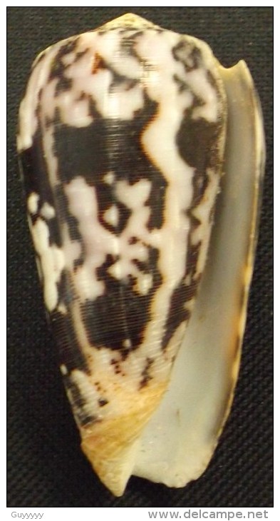 Coquillage - Cône - Conidae - Conus Striatus  Linné, 1758 - Mayotte - Coquillages