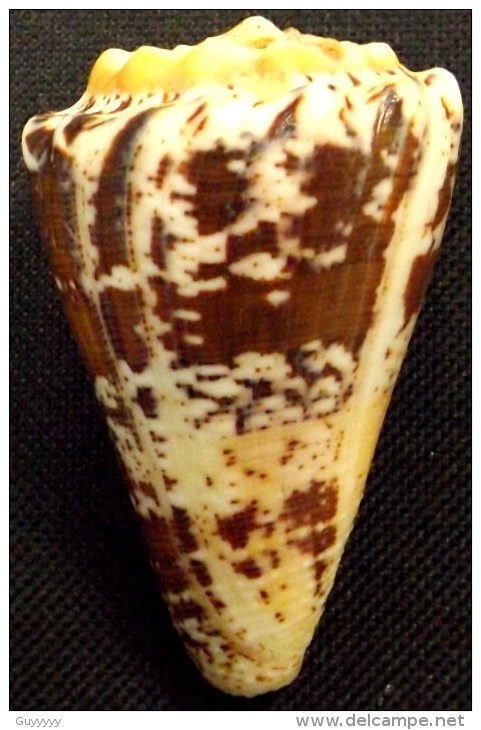Coquillage - Cône - Conidae - Conus Regius (Gmelin, 1791) - Martinique - Coquillages