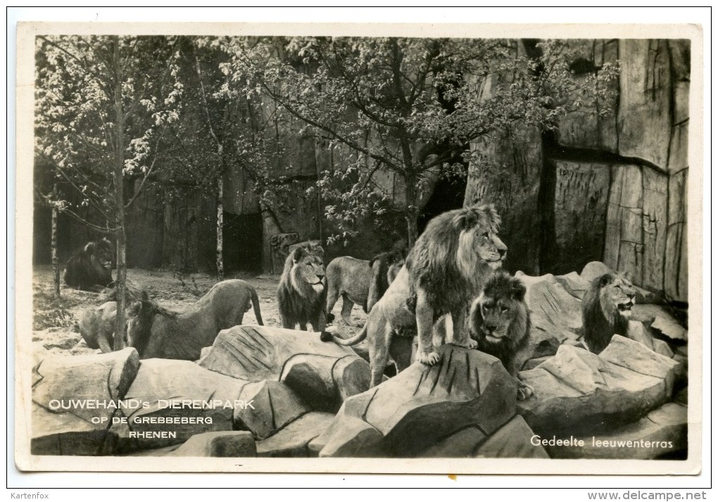 Rhenen, Ouwehand`s Dierenpark Op De Grebbeberg, Gedeelte Leauwenterras, Löwenm 4.5.1943 - Rhenen