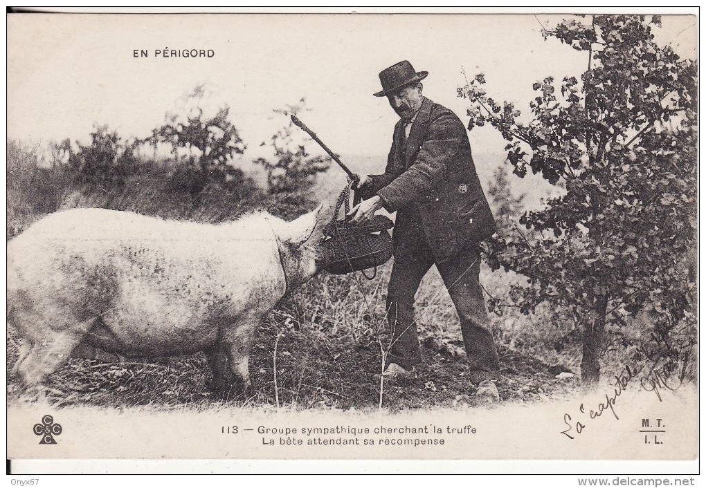 EN PERIGORD (Dordogne) Chasseur De Truffe (Champignon)  PORC Cochon Attendant Récompense-METIER-ANIMAUX - - Autres & Non Classés