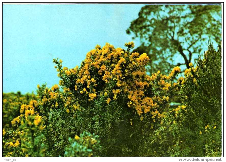 974 - ILE DE LA REUNION -  Ile Bourbon - MIMOSAS Régionde La Plaine Des Palmistes - Riunione