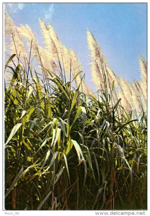 974 - ILE DE LA REUNION -  Ile Bourbon -FLEURS DE CANNE A SUCRE - Riunione