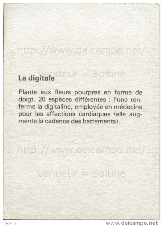 Image Photo De Fleur : La Digitale - Autres & Non Classés