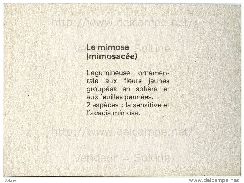 Image Photo De Fleur : Le Mimosa - Autres & Non Classés