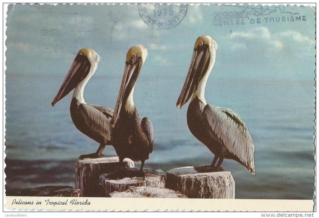 Pelicans In Tropical Florida / CFI.10/ Florida States Series /1975    CPDIV195 - Autres & Non Classés