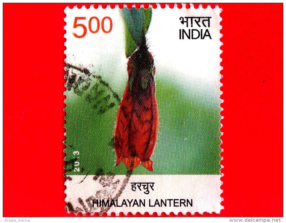 INDIA - USATO - 2013 - Fiori - Flowers - 11th Asian Pacific Postal Union Congress - Himalayan Lantern - 5 Rp - Used Stamps