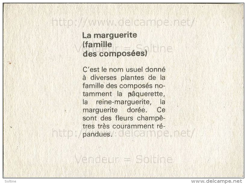 Image Photo De Fleur : La Marguerite - Autres & Non Classés