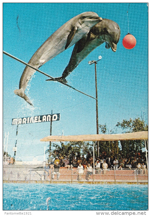 MARINELAND ANTIBES. SAUT GROUPE DE DAUPHINS(dil45) - Autres & Non Classés