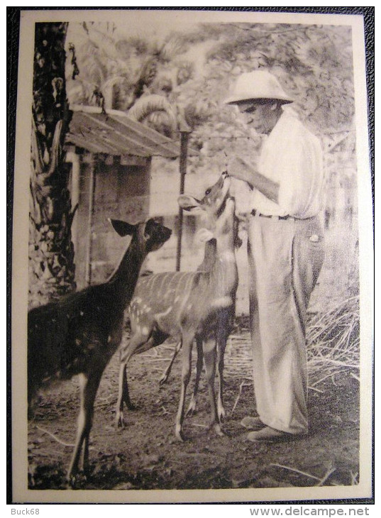 CPM Albert SCHWEITZER Lambaréné (Gabon) - Le Docteur Nourissant Ses Antilopes (Nobel Paix) 138 - Premi Nobel