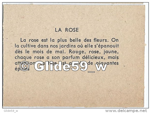 Image - La Rose - Autres & Non Classés