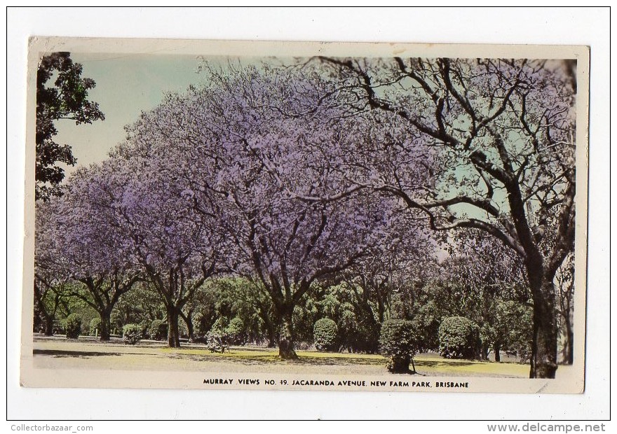 Australia Brisbane Jacaranda Street Trees Murray Views Real Photo Original Postcard Cpa  (W4_479) - Brisbane