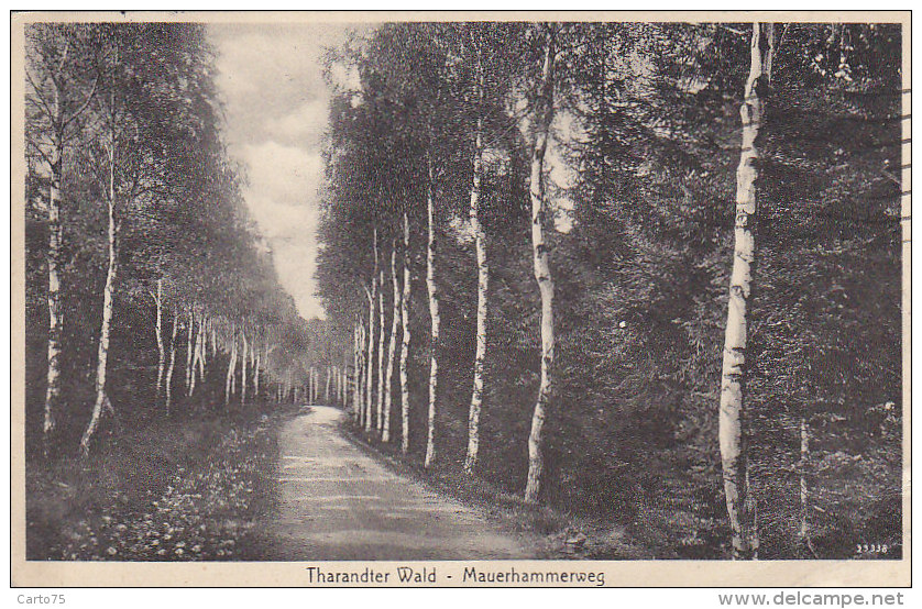 Allemagne -  Tharandter Wald -  Mauerhammerweg - Chasse - Postmarked  1932 - Tharandt