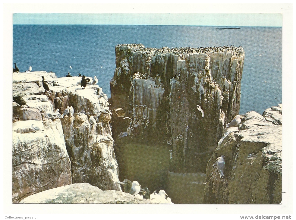 Cp, Angleterre, Farne Islands, Seabirds Nesting, écrite 1983 - Andere & Zonder Classificatie