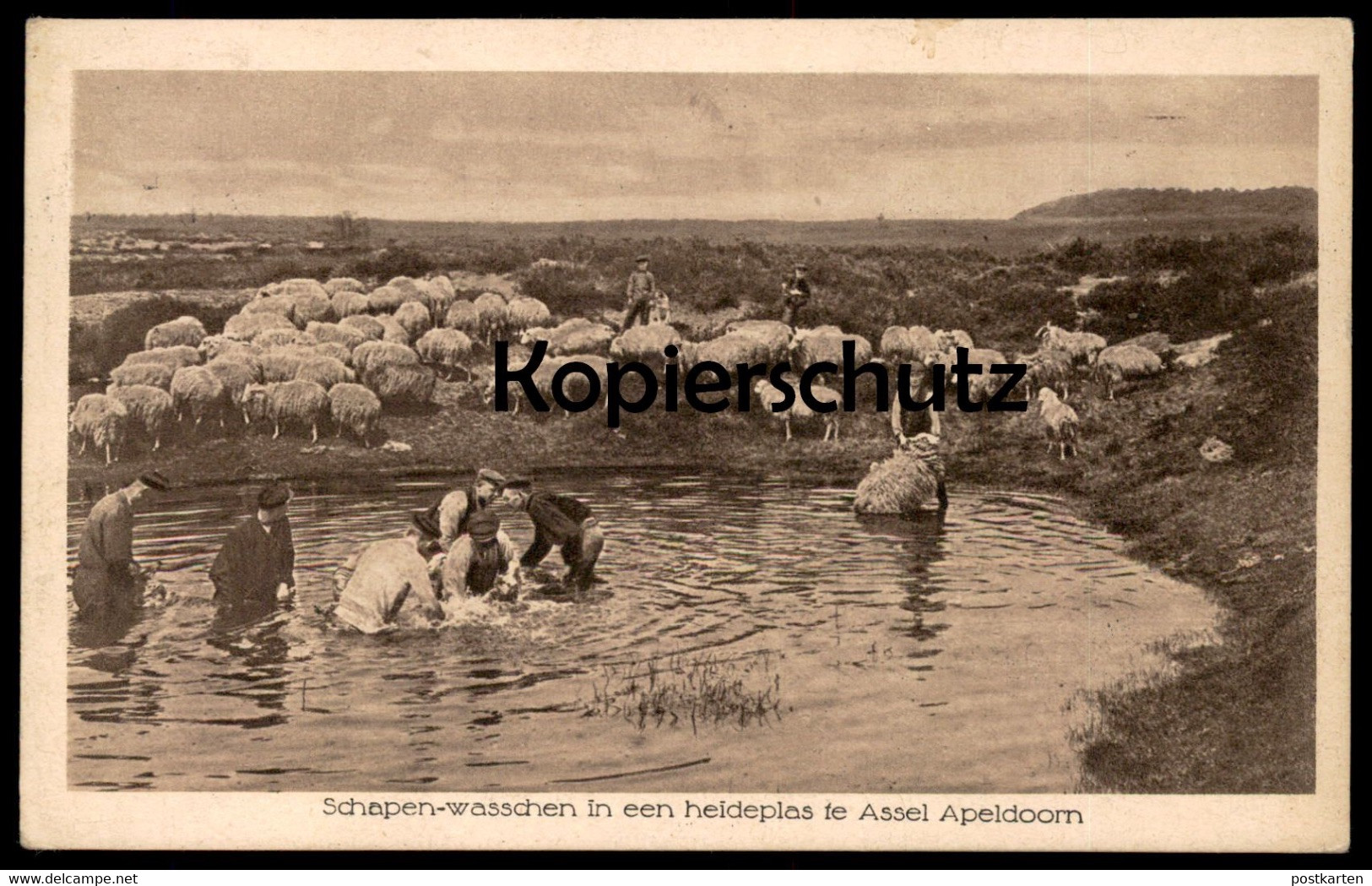 ALTE POSTKARTE SCHAPEN-WASSCHEN IN EEN HEIDEPLAS TE ASSEL APELDOORN Schafe Sheep Washing Nederland Netherlands Pays-bas - Apeldoorn