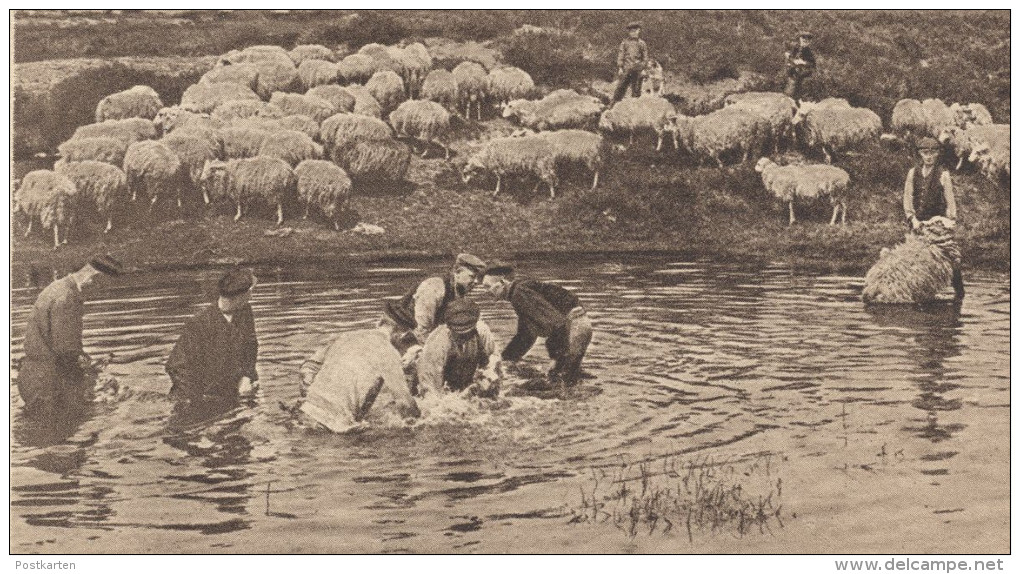 ALTE POSTKARTE SCHAPEN-WASSCHEN IN EEN HEIDEPLAS TE ASSEL APELDOORN Schafe Sheep Washing Nederland Netherlands Pays-bas - Apeldoorn