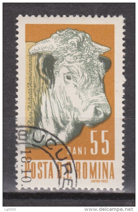 Roemenie, Romina, Romania Used ; Koe, Cow , La Vache, Vaca, Bull, Stier - Koeien