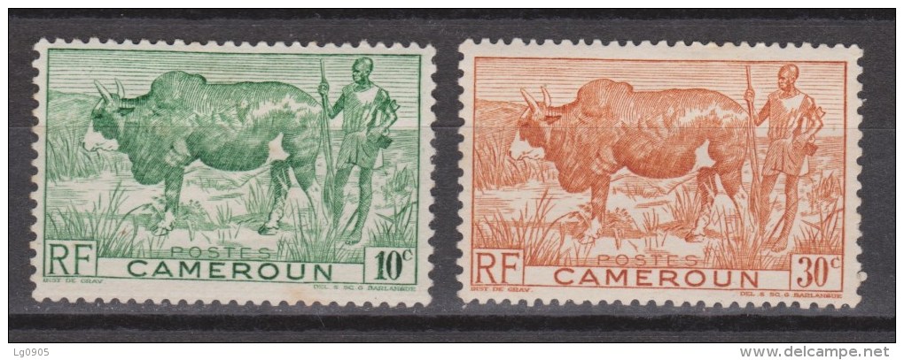 Cameroen, Cameroun MLH ; Koe, Cow , La Vache, Vaca - Koeien