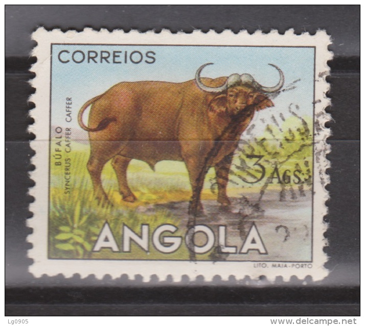 Angola Used ; Buffel, Buffelo, Buffle, Bufalo - Koeien