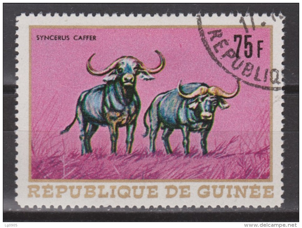 Guinee Guinea Used ; Buffel, Buffelo, Buffle, Bufalo - Koeien