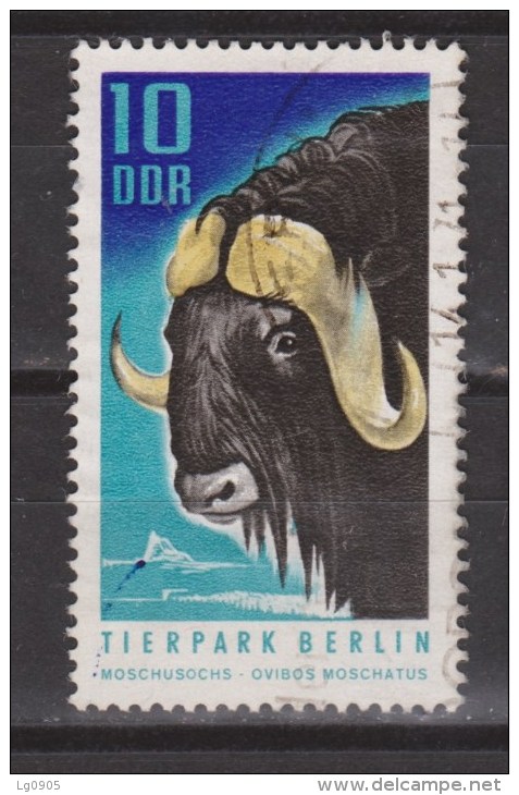 DDR Duitsland, Deutschland, Germany, Allemagne Used ; Buffel, Buffelo, Buffle, Bufalo - Mucche