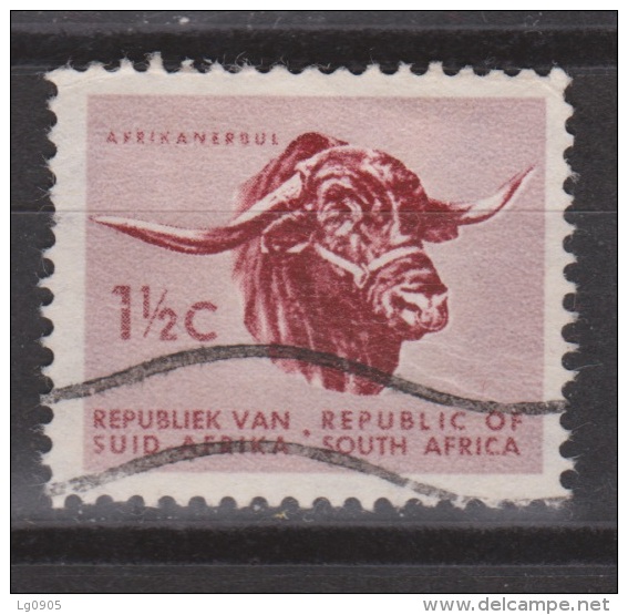 Zuid Afrika South Africa Used ; Buffel, Buffelo, Buffle, Bufalo - Koeien