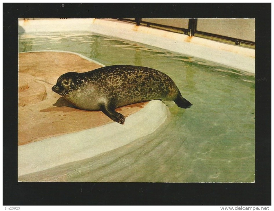 Helgoland  (A72)  - Seehund Im Aquarium - Nicht Gelaufen - - Other & Unclassified