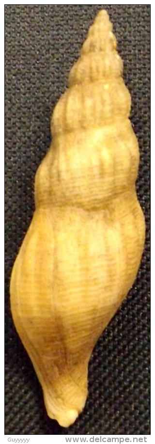 Coquillage - Buccins - Bartschia Ou Manaria Fusiformis (Clench & Aguayo, 1941) - Guadeloupe - Coquillages