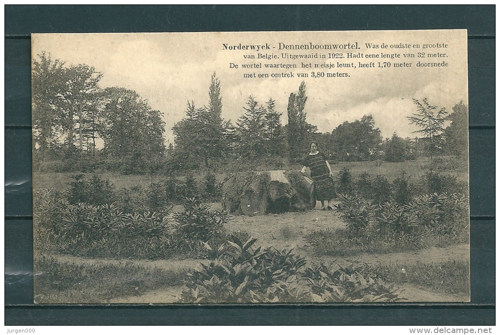 NORDERWYCK: Dennenboomwortel, Niet Gelopen Postkaart (Uitg Heylen) (GA19662) - Herentals