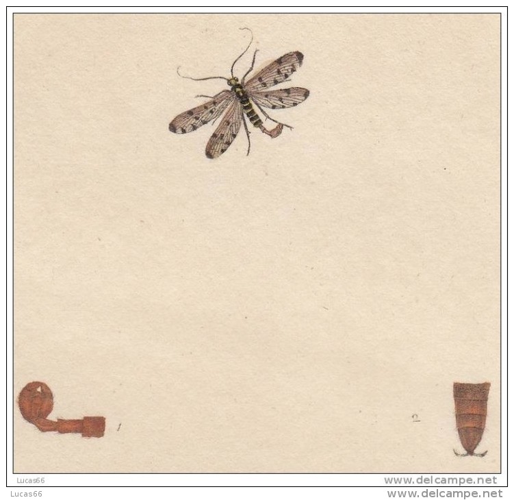 EDWARD DONOVAN´S INSECTS ENGRAVING TABLE 201 -STAMPA DA "THE NATURAL HISTORY OF INSECTS DI EDWARD DONOVAN - Stiche & Gravuren