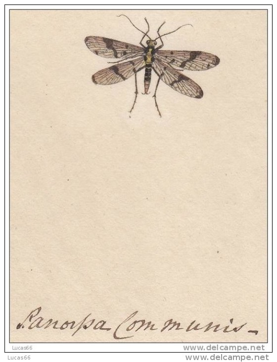 EDWARD DONOVAN´S INSECTS ENGRAVING TABLE 201 -STAMPA DA "THE NATURAL HISTORY OF INSECTS DI EDWARD DONOVAN - Stiche & Gravuren
