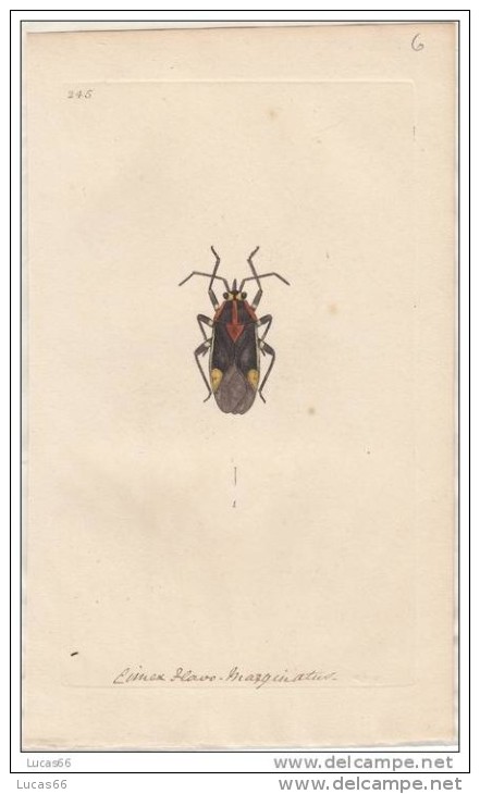 EDWARD DONOVAN´S INSECTS ENGRAVING TABLE 245 -STAMPA DA "THE NATURAL HISTORY OF INSECTS DI EDWARD DONOVAN - Stiche & Gravuren