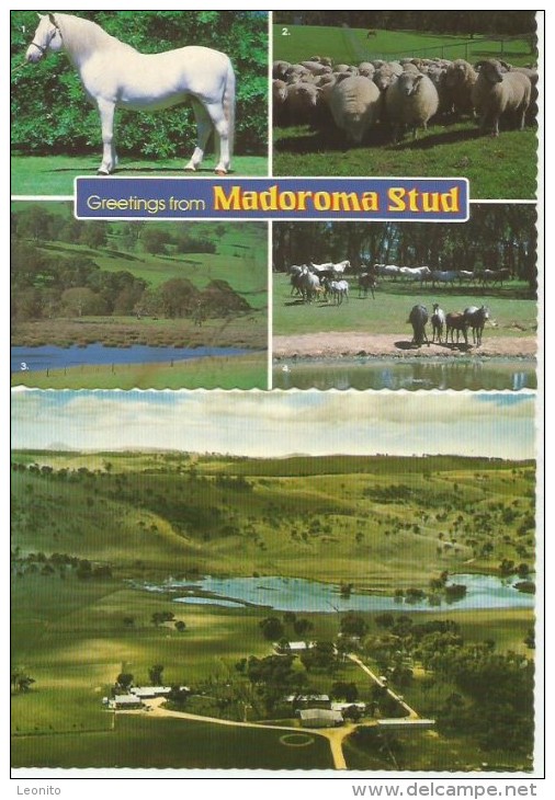 NEW BERRIMA Australia New South Wales MADOROMA STUD Near Wollongong 2 Cards 1979 - Wollongong